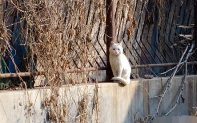 網友在路上走著走著，忽然被一隻貓給抱住了腿，可她並沒有養過貓