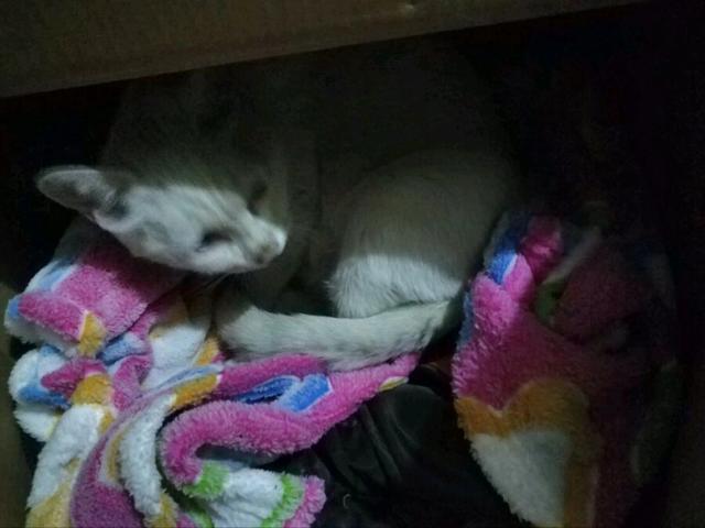 狗狗撿了一隻流浪小奶貓，從此走到哪帶著，不離不棄