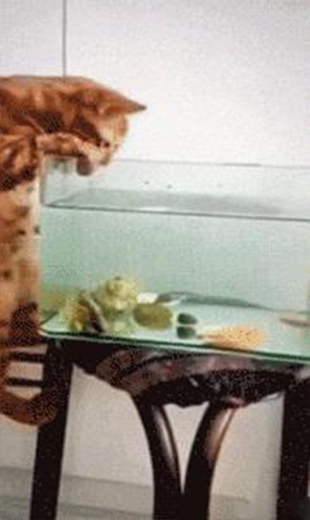 魚缸裡的魚一天比一天少，網友感到好奇，直到昨天提前下班~
