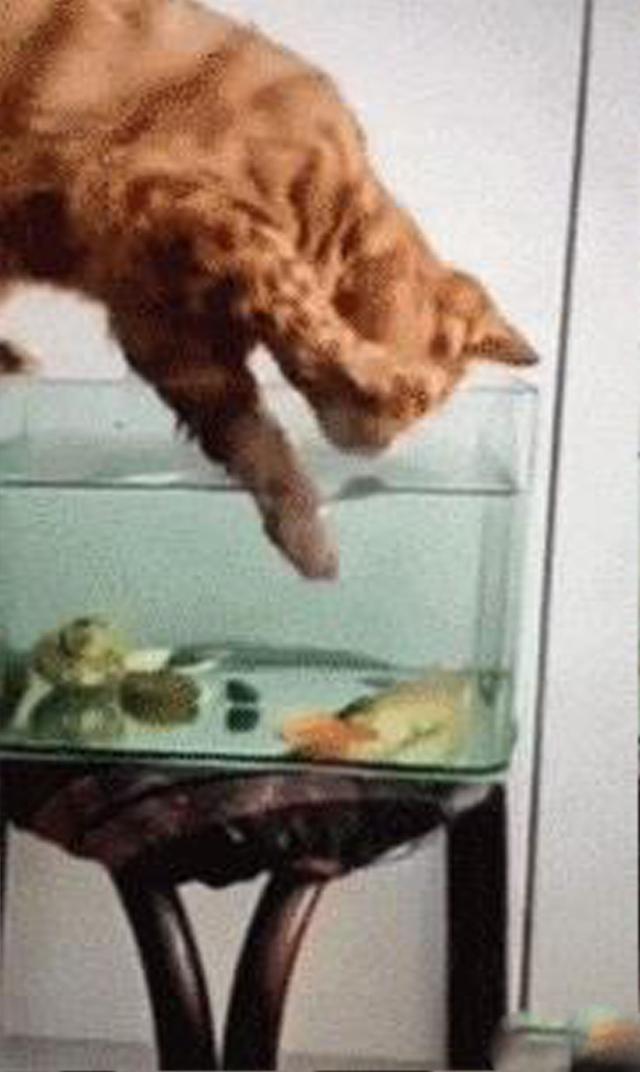 魚缸裡的魚一天比一天少，網友感到好奇，直到昨天提前下班~