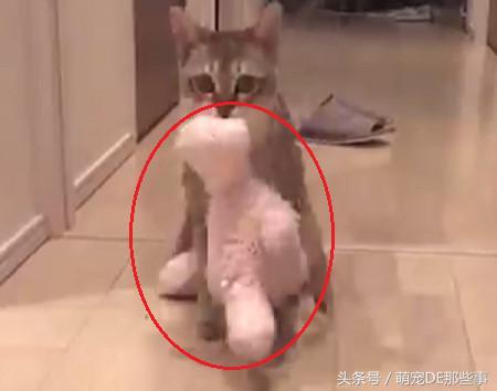 貓咪為了防止小主人動它的玩具，叼著等身大的玩偶跑了幾條「街」