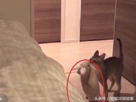 貓咪為了防止小主人動它的玩具，叼著等身大的玩偶跑了幾條「街」