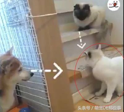 貓咪為了防止小主人動它的玩具，叼著等身大的玩偶跑了幾條「街」
