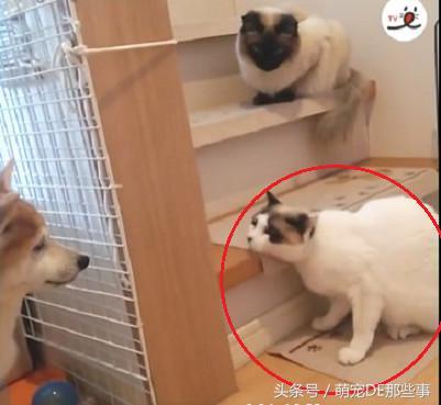 貓咪為了防止小主人動它的玩具，叼著等身大的玩偶跑了幾條「街」
