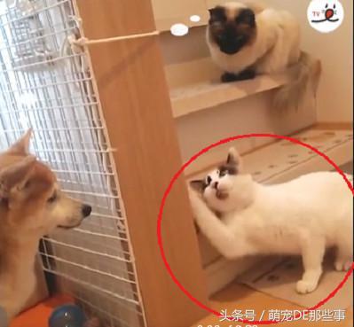 貓咪為了防止小主人動它的玩具，叼著等身大的玩偶跑了幾條「街」
