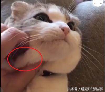 主人在給貓咪按摩，舒不舒服我不知道，但是我知道這貓是真胖！