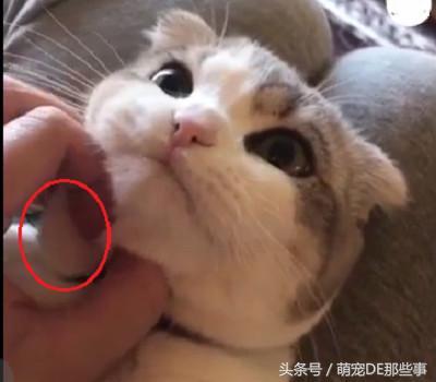 主人在給貓咪按摩，舒不舒服我不知道，但是我知道這貓是真胖！