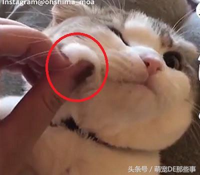 主人在給貓咪按摩，舒不舒服我不知道，但是我知道這貓是真胖！