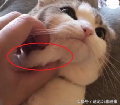 主人在給貓咪按摩，舒不舒服我不知道，但是我知道這貓是真胖！