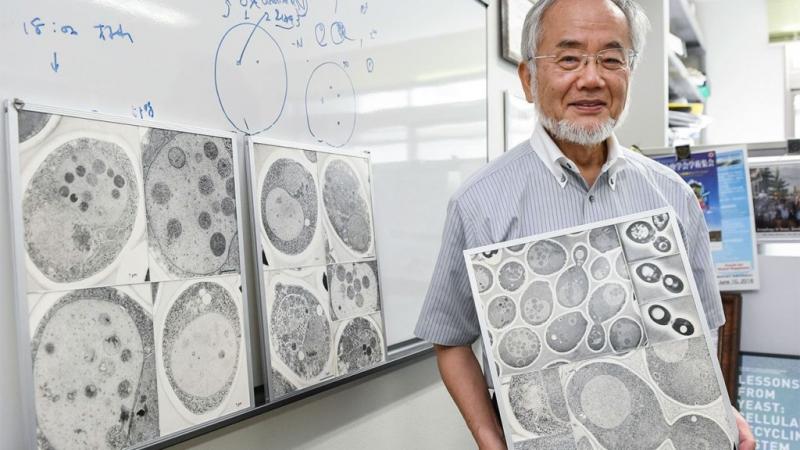 諾貝爾得主發現「餓肚子」比較健康　細胞會「自己吃自己」身體變超乾淨！