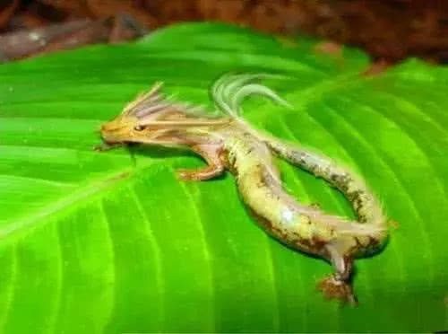 科學家發現疑似龍形的生物，可10年不進食，真有龍這種動物嗎？