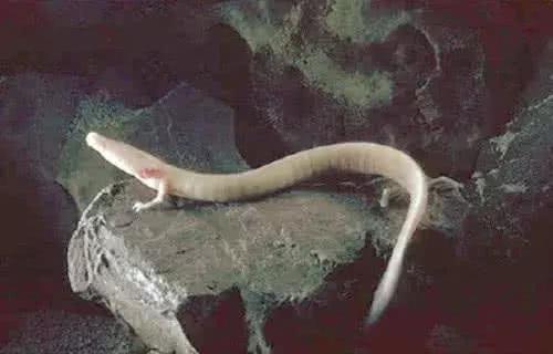 科學家發現疑似龍形的生物，可10年不進食，真有龍這種動物嗎？