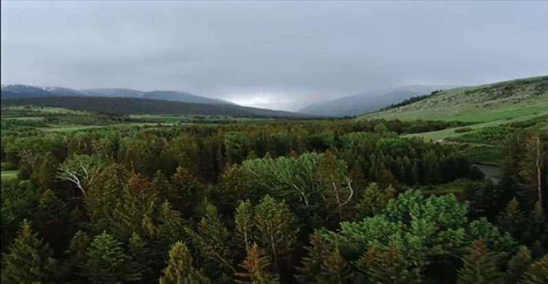 如果人類消失，地球將會怎樣？1年後開始的日子讓大家都震驚不已