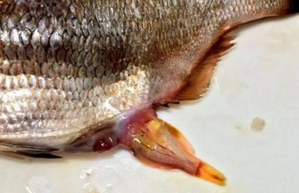 男子買了魚回家，妻子突然說不對勁，剖開魚肚子後高興壞了