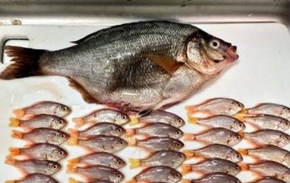 男子買了魚回家，妻子突然說不對勁，剖開魚肚子後高興壞了