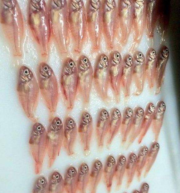 男子買了魚回家，妻子突然說不對勁，剖開魚肚子後高興壞了
