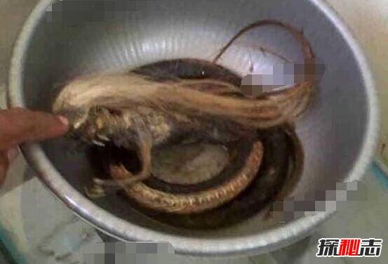 人頭蛇身怪物震驚全球，蛇毒兇猛2個捕蛇人員被毒