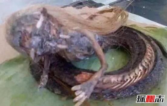 人頭蛇身怪物震驚全球，蛇毒兇猛2個捕蛇人員被毒
