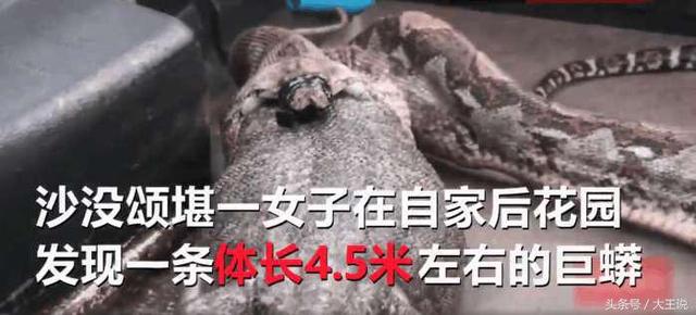  她在家裡發現大蟒蛇，原本想打給消防隊，結果看到牠嘴裡的東西後，她當場崩潰!