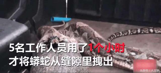  她在家裡發現大蟒蛇，原本想打給消防隊，結果看到牠嘴裡的東西後，她當場崩潰!