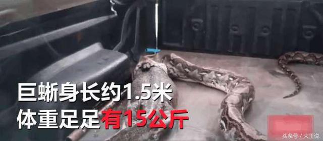  她在家裡發現大蟒蛇，原本想打給消防隊，結果看到牠嘴裡的東西後，她當場崩潰!
