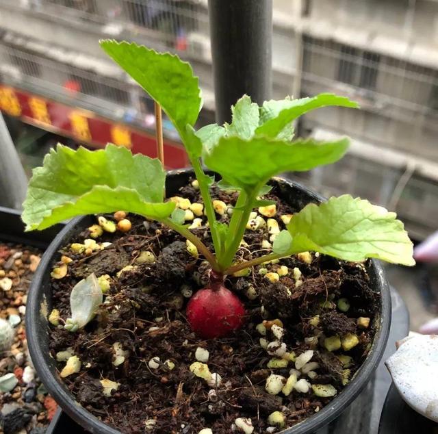 奶奶在陽台種盆它，2天冒芽，30天收穫一籃子小蘿蔔！