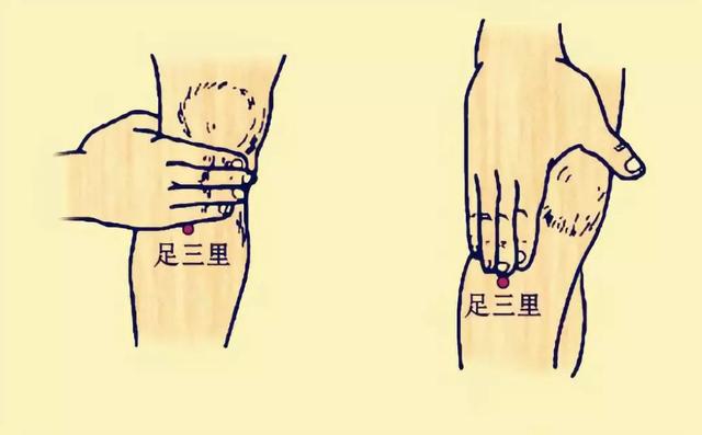 【中醫康復】常揉「三里」保健康