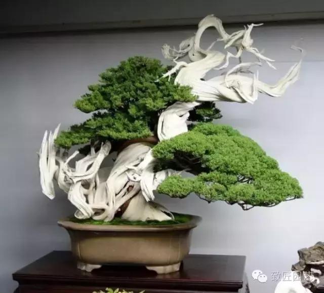盆景造型基礎知識：做好盆景要先把枝條做好