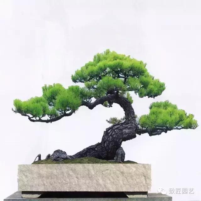 盆景造型基礎知識：做好盆景要先把枝條做好
