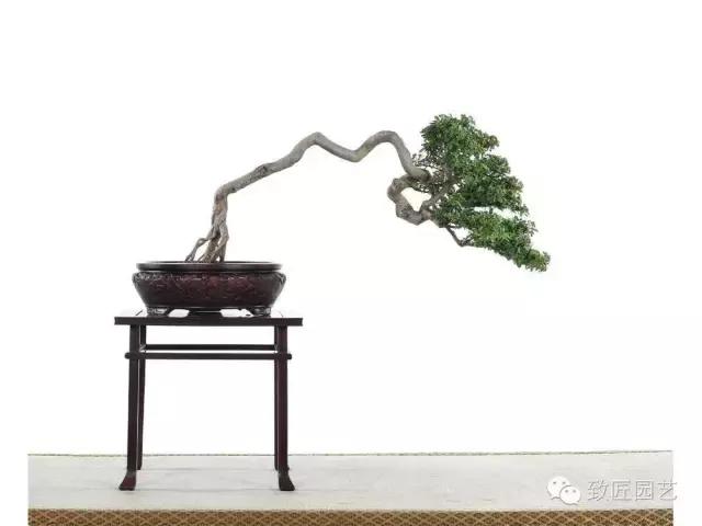 盆景造型基礎知識：做好盆景要先把枝條做好