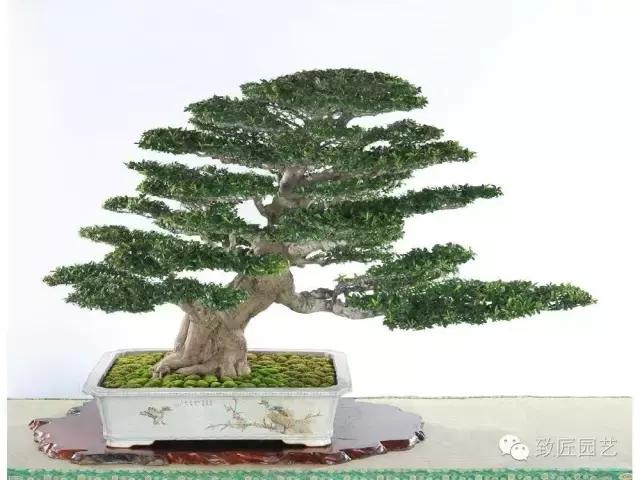盆景造型基礎知識：做好盆景要先把枝條做好