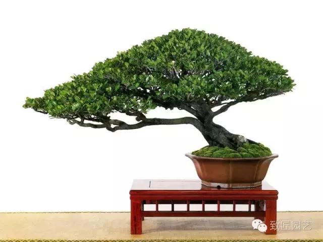 盆景造型基礎知識：做好盆景要先把枝條做好