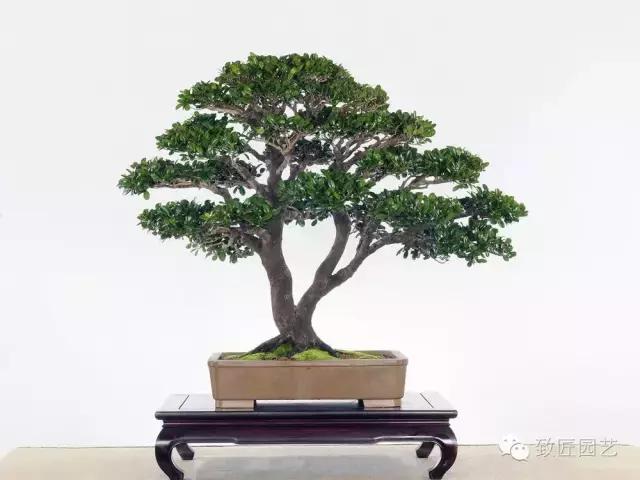 盆景造型基礎知識：做好盆景要先把枝條做好