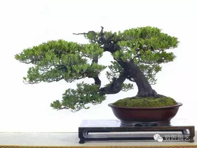 盆景造型基礎知識：做好盆景要先把枝條做好