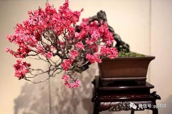 欣賞盆景可不是一件簡單的事！ 