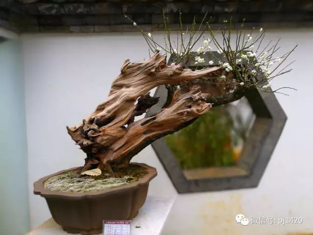 欣賞盆景可不是一件簡單的事！ 