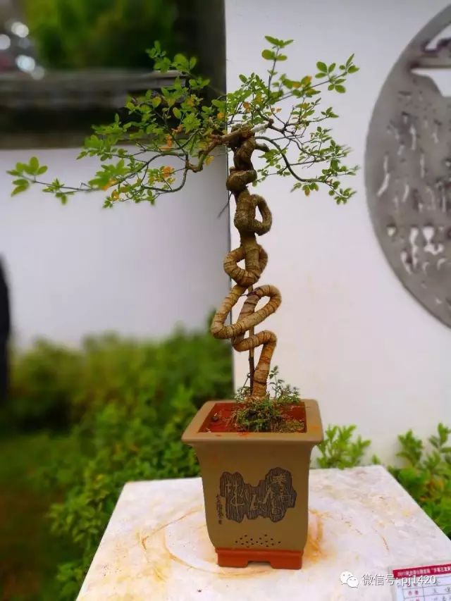 欣賞盆景可不是一件簡單的事！ 