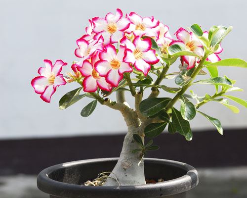 一年六次花，好養易活！既是樹又是花，教你培育美艷絕倫的「沙漠玫瑰」！ 