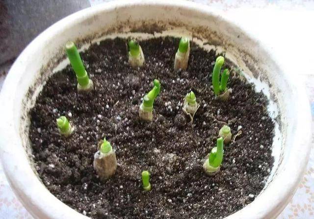 芹菜,青蔥,豆芽不用買，1個可樂瓶就能做出來，綠色又美味 ，省錢又健康！！