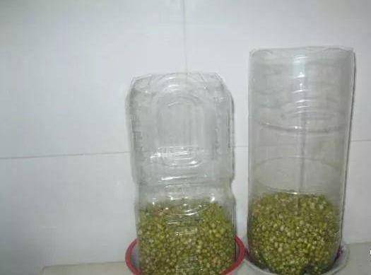 芹菜,青蔥,豆芽不用買，1個可樂瓶就能做出來，綠色又美味 ，省錢又健康！！