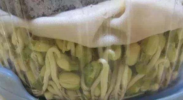 芹菜,青蔥,豆芽不用買，1個可樂瓶就能做出來，綠色又美味 ，省錢又健康！！
