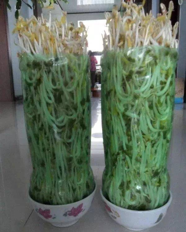 芹菜,青蔥,豆芽不用買，1個可樂瓶就能做出來，綠色又美味 ，省錢又健康！！