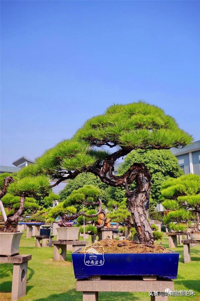 玩松樹盆景一定要懂控針，看看韓學年大師怎樣說？