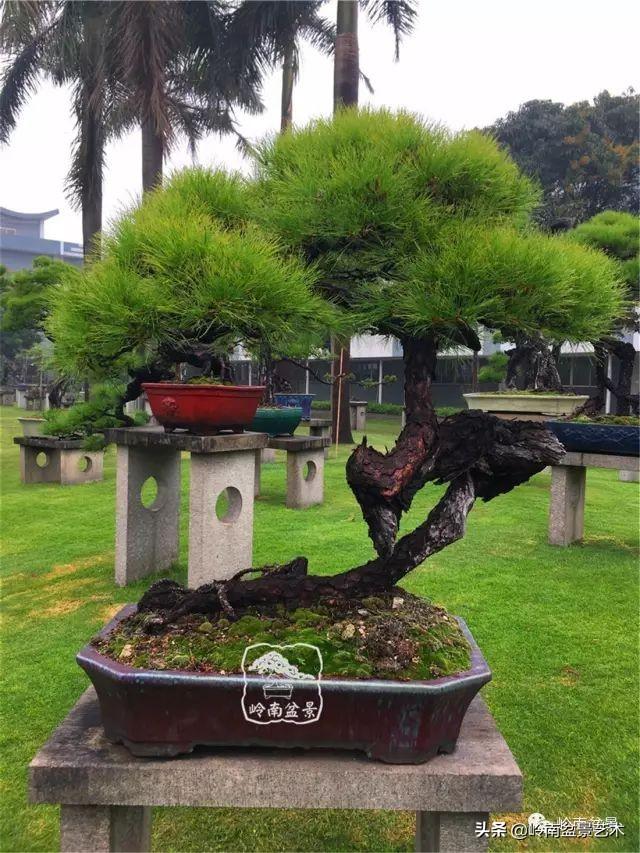 玩松樹盆景一定要懂控針，看看韓學年大師怎樣說？
