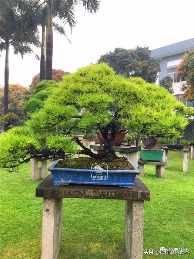 玩松樹盆景一定要懂控針，看看韓學年大師怎樣說？
