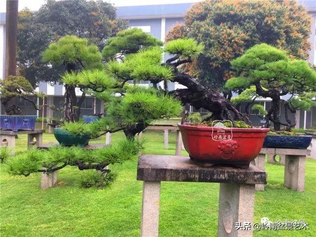 玩松樹盆景一定要懂控針，看看韓學年大師怎樣說？