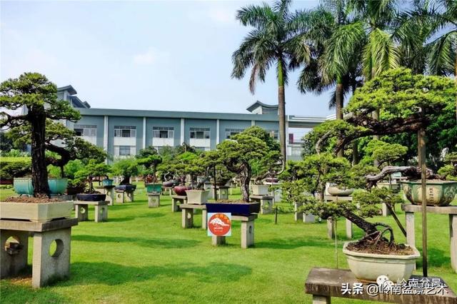 玩松樹盆景一定要懂控針，看看韓學年大師怎樣說？