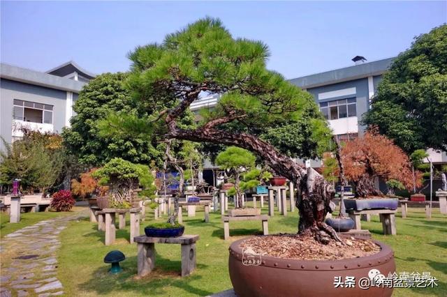 玩松樹盆景一定要懂控針，看看韓學年大師怎樣說？