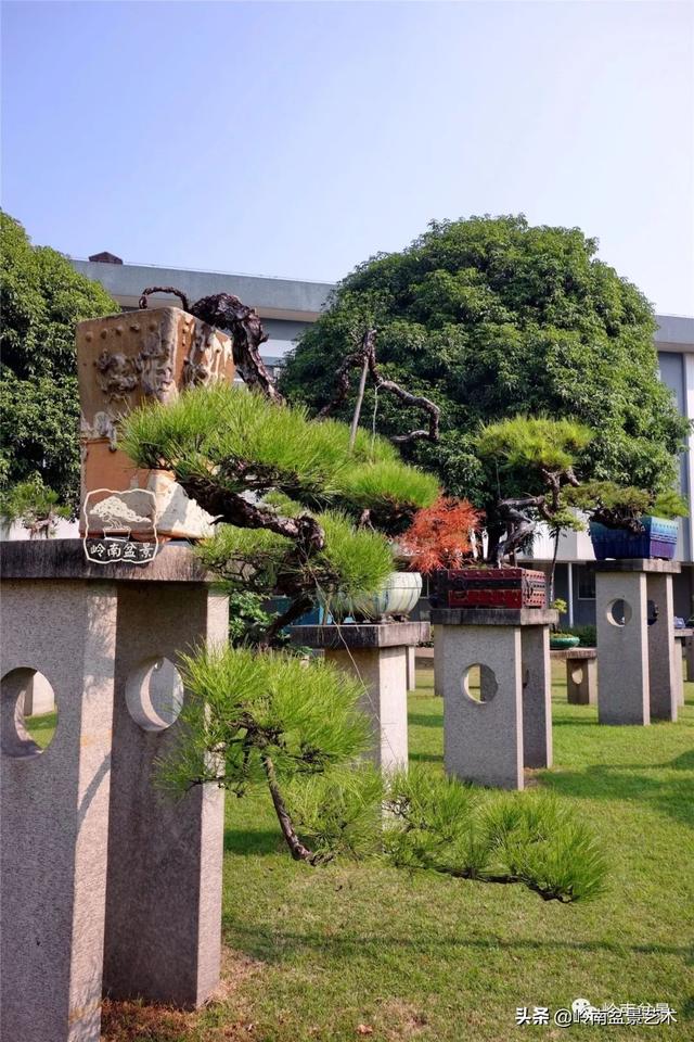 玩松樹盆景一定要懂控針，看看韓學年大師怎樣說？