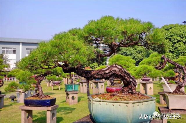 玩松樹盆景一定要懂控針，看看韓學年大師怎樣說？